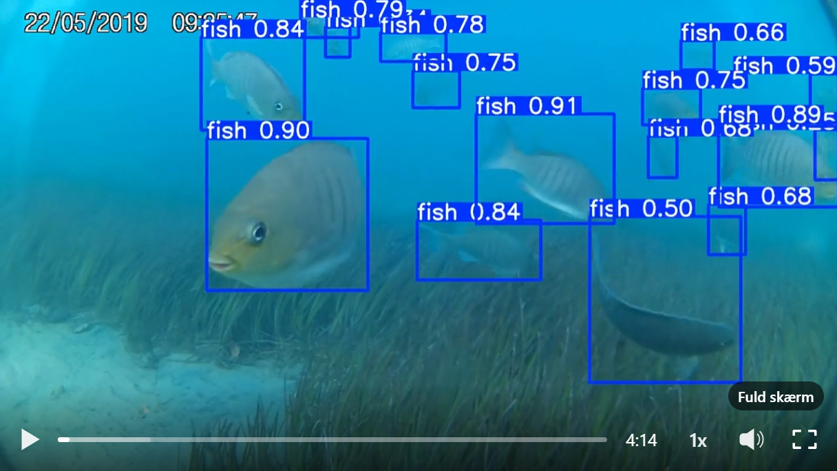 Community Fish Detector (CFD) for binary fish detection